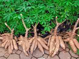 Dass Agric Services picture